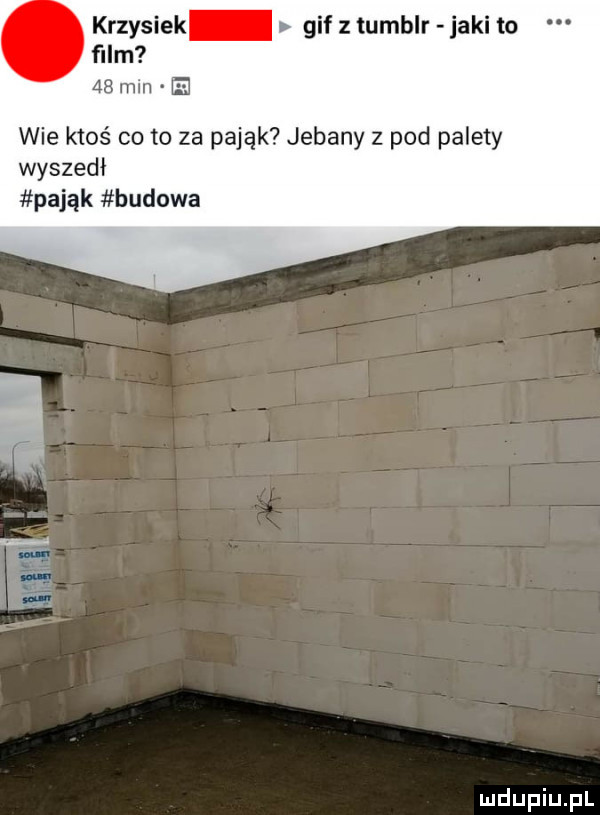 krzysiek gif tumblr jaki to ﬁlm    min e wie ktoś cito za pająk jebany z pod palety wyszedł pająk budowa