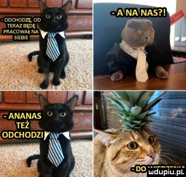a na nas ddchddzę ou teraz będę pracował na siebie   o ananas u tez oocuonzm