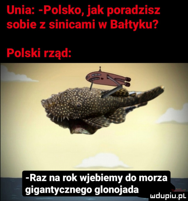 raz na rok wjebiemy do morza gigantycznego glonojada