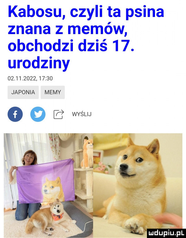 kabobu czyli ta psina znana z memów obchodzi dziś   . urodziny               japonia memy o o wyślij ą