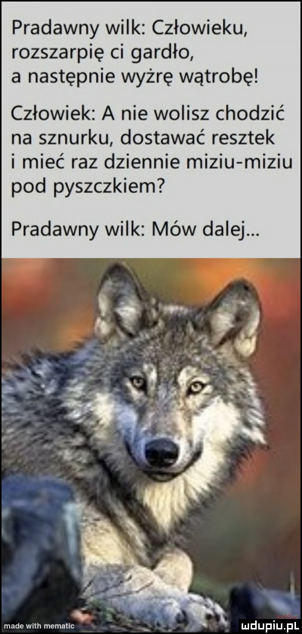 pradawny wilk człowieku rozszarpię ci gardło a następnie wyżrę wątrobę człowiek a nie wolisz chodzić na sznurku dostawać resztek i mieć raz dziennie misiu misiu pod pyszczkiem pradawny wilk mów dalej. made wllh memauc