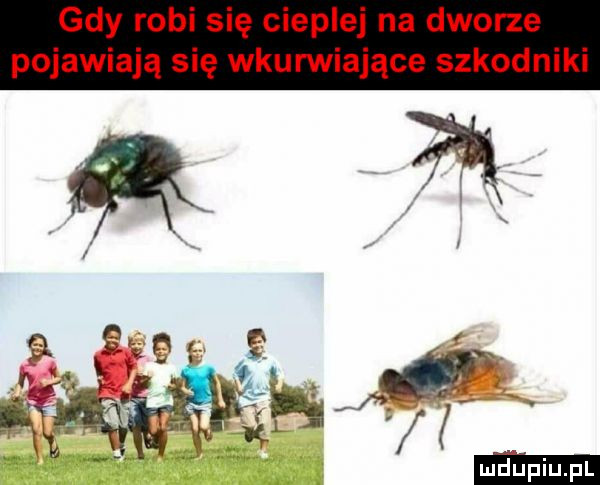gdy robi się cieplej na dworze pojawiają się wkurwiające szkodniki