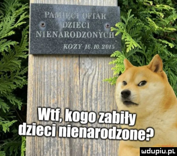 nlen rodzonyh kozy