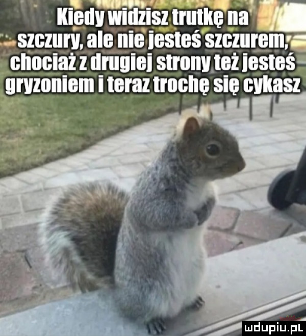 kiedy widzisz hike ni  . z szczun l. ale nie iesteś szczurem cnuciaż z druuiei sunnv lei iesteś gryzoniem iloraz trucht się cokasz