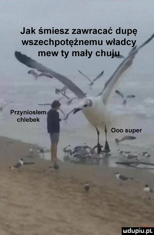 jak śmiesz zawracać dupę wszechpotężnemu władcy mew ty mały ch przynioslem chlebek