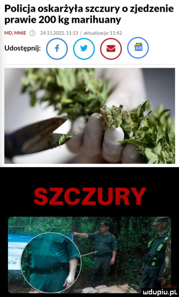 policja oskarżyła szczury o zjedzenie prawie     kg marihuany md mnie udostępnij m