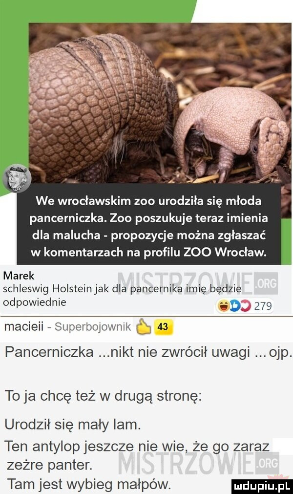 we wrocławskim zoo urodziła się mloda pancerniczka. zoo poszukuje teraz imienia dla malucha propozycje można zgłaszać w komentarzach na profilu zoo wrocław. marek schleswig hoisteinjak dla pancernika imię będzie odpowiednie        macieii superbojownik    pancerniczka nikt nie zwrócił uwagi ohp. to ja chcę też w drugą stronę urodził się mały lam. ten antylop jeszcze nie wie że go zaraz zeżre panter. tam jest wybieg maików