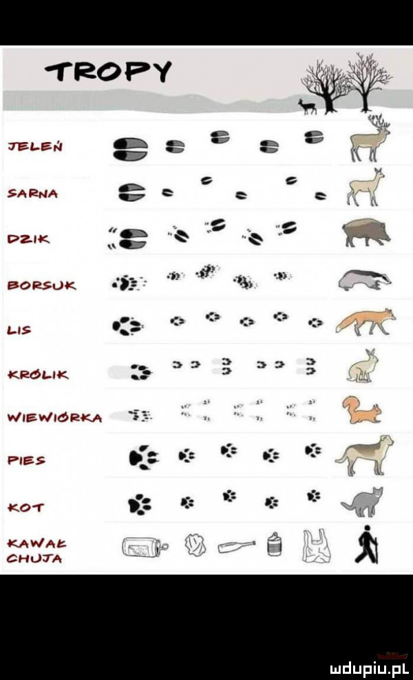 tai eh sarna vzm borsuk lis ó q adam wiewiórka o ma j. kot qm. kanał a ch jta