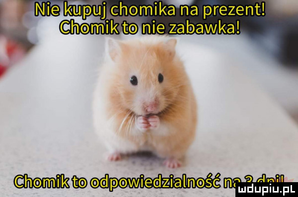 ni e wuichomika na prezentl maa dpewiedvzialneść