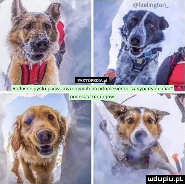 eehngwm faktopediapl v v. radosne pyski psów lawmowych po odnalememu zasypanych oﬁax j vpodczas lremnqów a