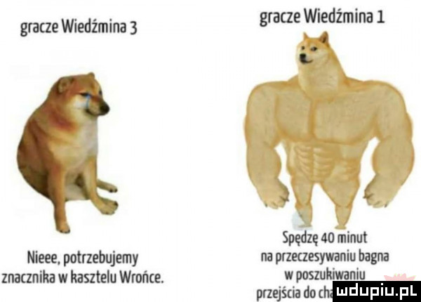 gracze wiedźmina   niece. potnebujemy znaunika w kasztelu wrońce. gracze wiedźmina  .   c. spedze    minut na przeczesywaniu bagna w poszukiwaniu nmjitia do th