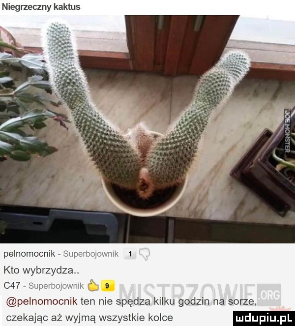niegrzeczny kaktus pelnomocnik u kto wybrzydza c   pelnomocnik ten nie spędza kilku godzin na sarze czekając aż wyjmą wszystkie kałce