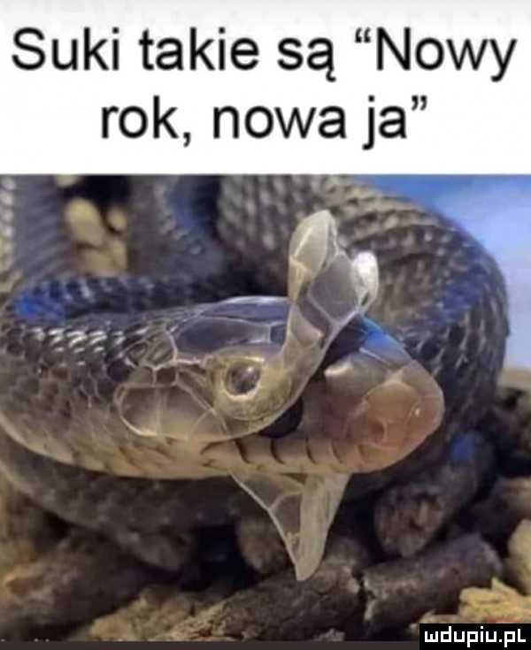 suki takie są nowy rok nowa ja bla