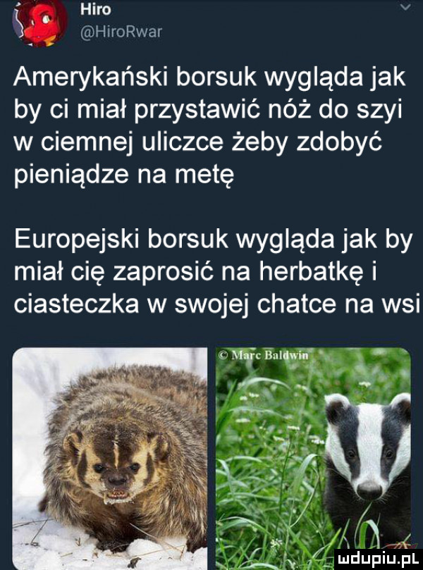 sl. zhi trokar amerykański borsuk wygląda jak by ci miał przystawić nóż do szyi w ciemnej uliczce żeby zdobyć pieniądze na metę europejski borsuk wygląda jak by miał cię zaprosić na herbatkę i ciasteczka w swojej chatce na wsi. fr ii unia p. w   uidupiuąxal