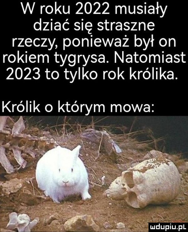 w roku      musiały dziać się straszne rzeczy ponieważ był on rokiem tygrysa. natomiast      to tylko rok królika. królik o którym mowa luduhiijfl