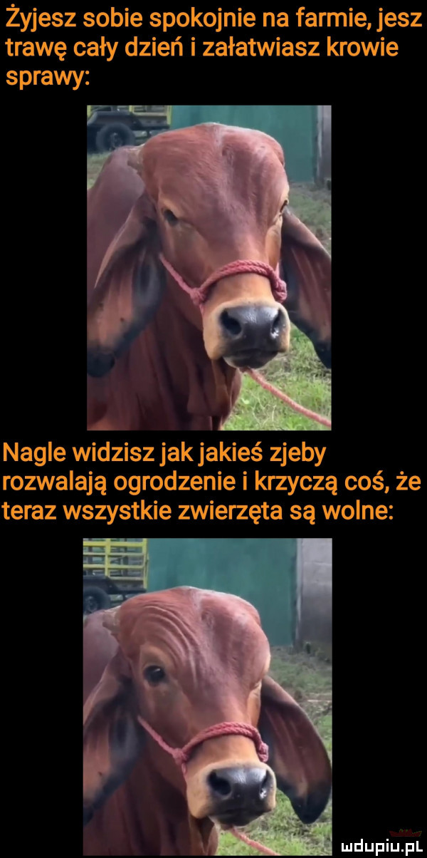 żyjesz sobie spokojnie na farmie jesz trawę cały dzień i załatwiasz krowie sprawy f ae nagle widzisz jakjakieś zjeby rozwalają ogrodzenie i krzyczą coś że teraz wszystkie zwierzęta są wolne