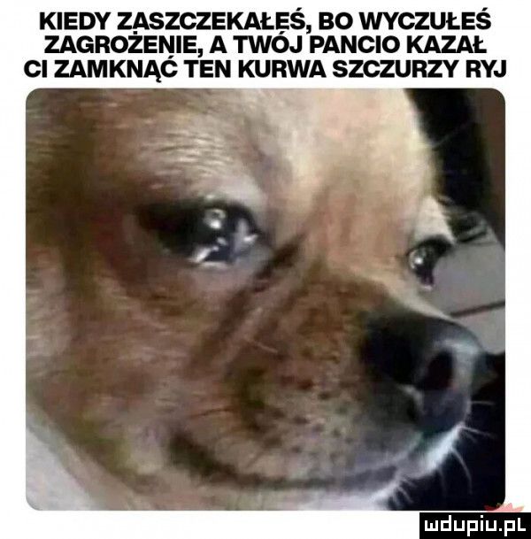 kiedy zaszczekałaś bo wvczuuaś zagrożenie a twój pancio kazał ci zamknąó ten kurwa szczurzy ryj