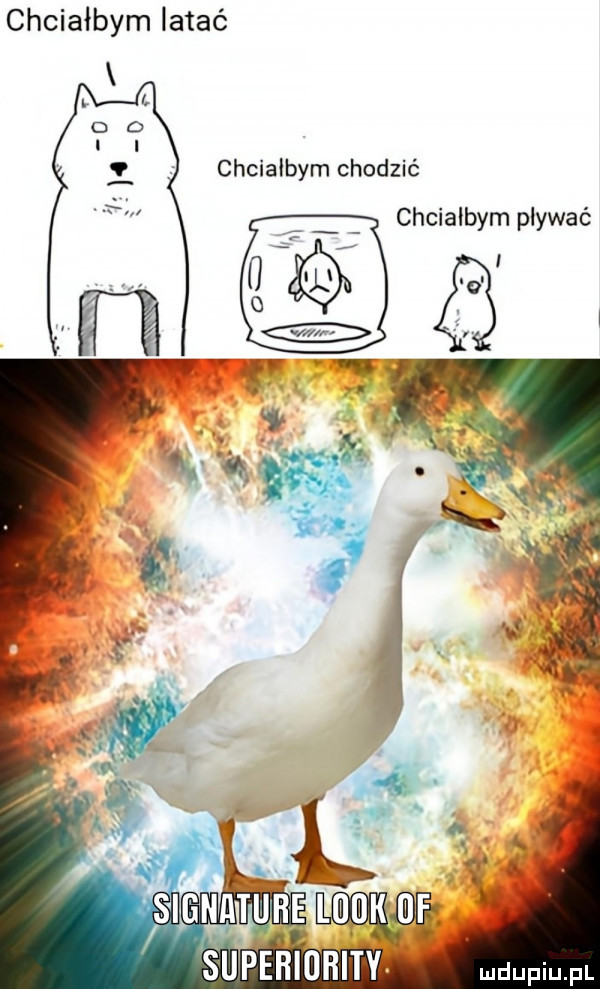 chciałbym latać chcialbym chodzić chcialbym pływać
