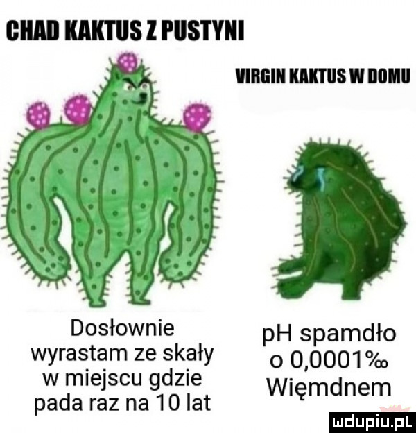 cm kaktiis l piistyiii mall mswnuulu dosłownie ph spamdło wyrastam ze skały o        w miejscu gdzie pada raz na    lat wiem lu uplu pl