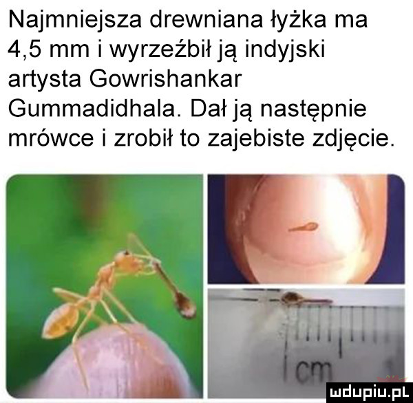 najmniejsza drewniana łyżka ma     mm i wyrzeźbił ją indyjski artysta gowrishankar gummadidhala. dacją następnie mrówce i zrobił to zajebiste zdjęcie