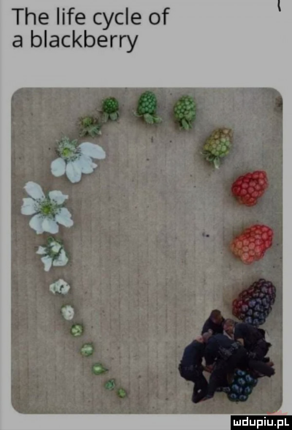 tee lice cykle of a blackberry