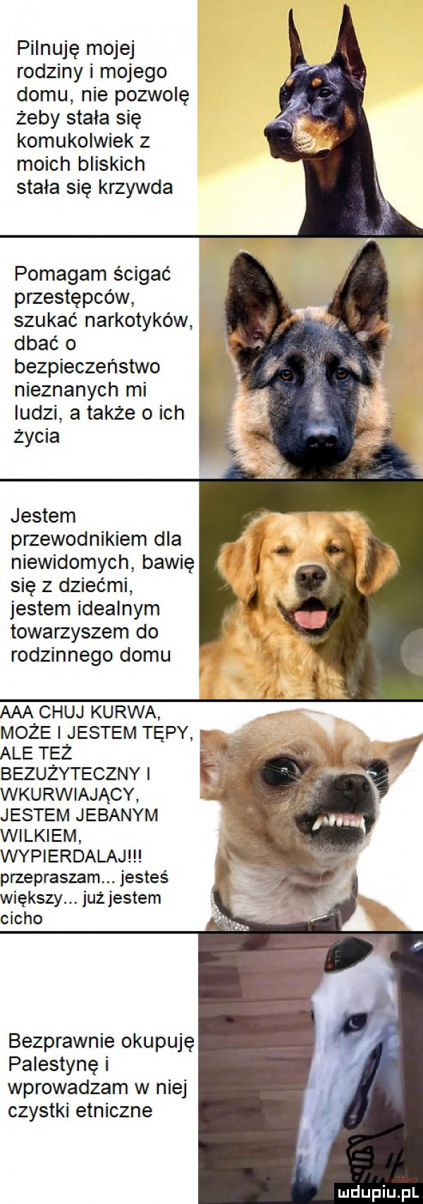 pilnuję mojej rodziny i mojego domu nie pozwolę żeby stala się komukolwiek z moich bliskich stała się krzywda pomagam ścigać przestępców szukać narkotyków dbać o bezpieczeństwo nieznanych mi ludzi atakże o ich życia jestem przewodnikiem dla niewidomych bawię się z dziećmi jestem idealnym towarzyszem do rodzinnego domu aaa chuj kurwa może i jestem tępy ale też bezużyteczny i wkurwiający jestem jebanym wilkiem wypierdalaj przepraszam. jesteś większy. jużjestem cicho bezprawnie okupuję palestynę i wprowadzam w niej czystki etniczne