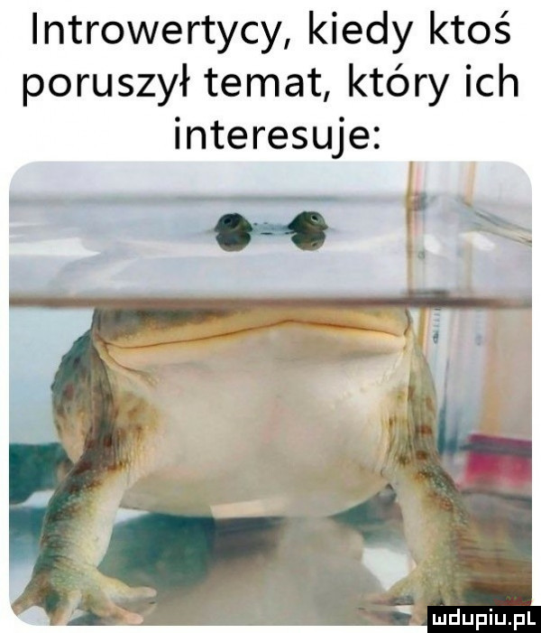 introwertycy kiedy ktoś poruszył temat który ich interesuje