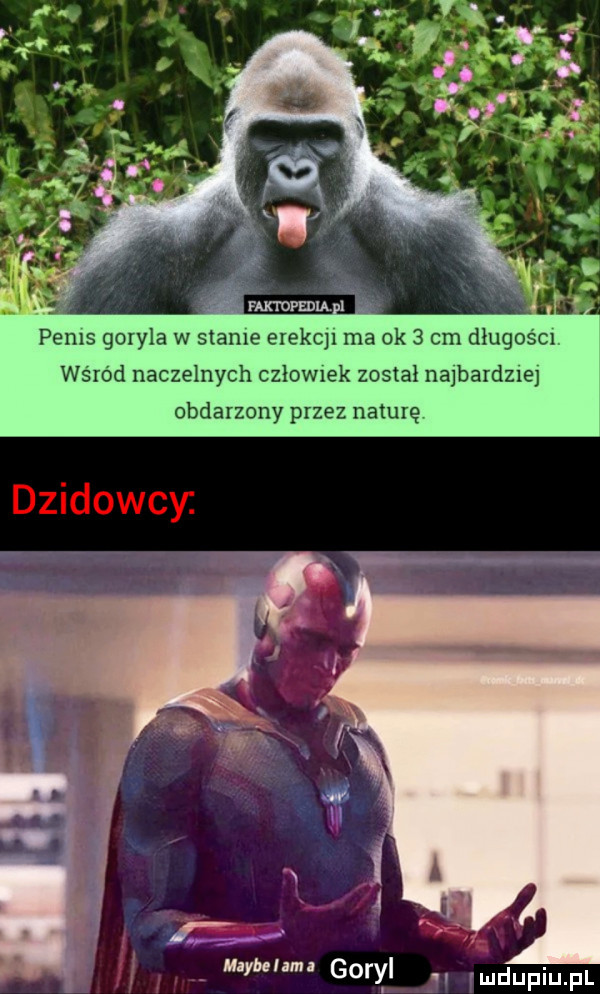 penis goryla w stade elekcn ma ok   cm długosm wsrod naczelnych czlow ek został najbardzm obdarzony przez naturę i. machem goryl w dupqul