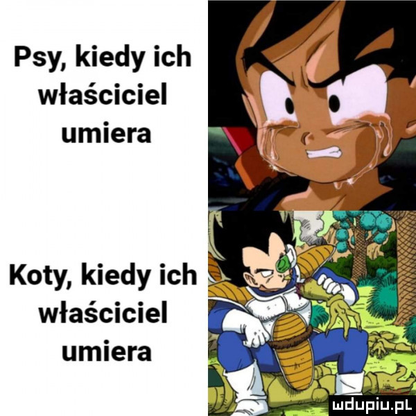 psy kiedy ich właściciel umiera koty kiedy ich właściciel umiera