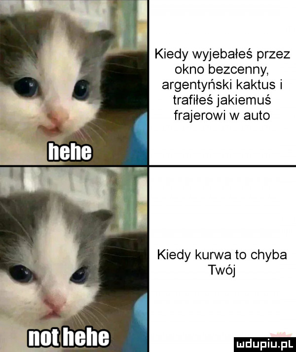 kiedy wyjebaies przez okno bezcenny argentyński kaktus i trafiłeś jakiemuś frajerowi w auto kiedy kurwa to chyba twój ludu iu. l