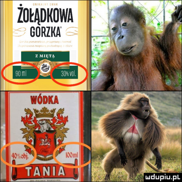 żutadkdwa