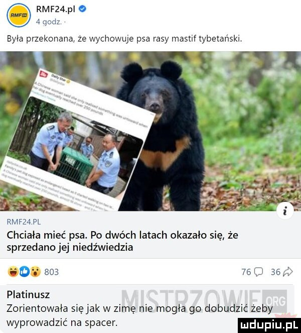 rmfz  p o   quiz byla przekonana. ze wychowuje psa rasy mastif tybetański rmf   pl chciała mieć psa. po dwóch latach okazało się że sprzedano jej niedźwiedzia gg       x  platinusz zorientowała siejak w zimę nie mogła go dobudzić żeby wyprowadzić na spacer