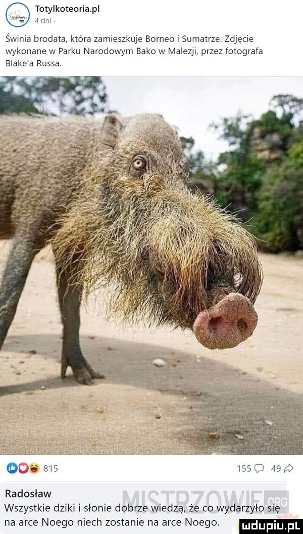 totylkoteoriapl a dm śwmia brodata która zamieszkuje borneo i sumatrze zdjecwe wykonane w parku narodowym bako w malesy przez fotografa blake a russa.                  radoslaw wszystkie dziki i słonie dobrze wiedzą że co wydarzyło się na arce noego niech zostanie na arce noego