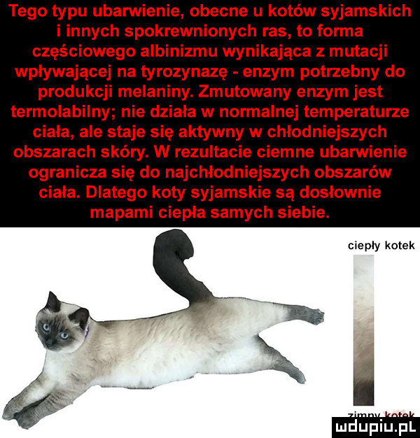 ciepły kotek mdupiuińl