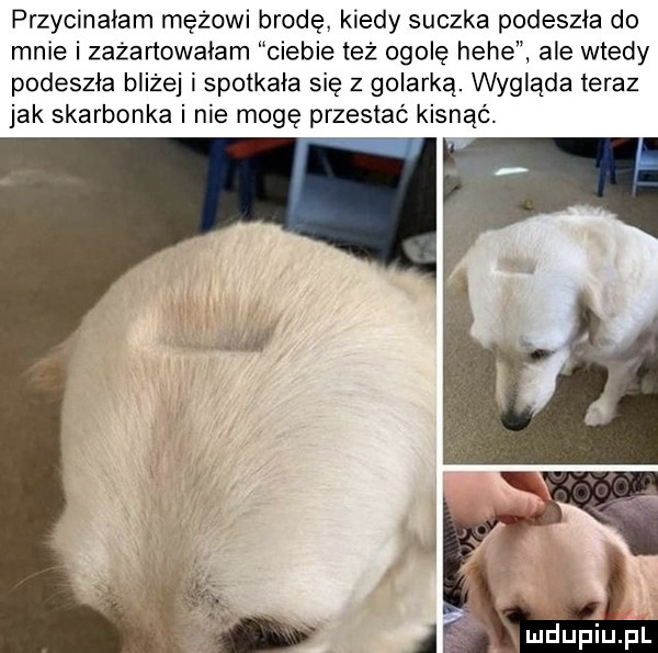przycinałam mężowi brodę kiedy suczka podeszła do mnie i zażartowałam ciebie też ogolę hebe ale wtedy podeszła bliżej i spotkała się z golarką. wygląda teraz jak skarbonka i nie mogę przestać kisnąć. xu duciu pl