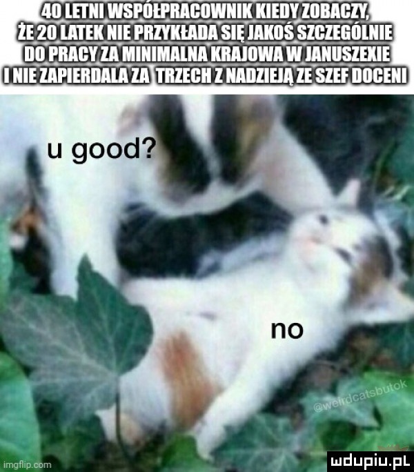 iii wspiilprabowiiik iieiiy    e że ził ibl ll iii rnmunn     leś szlug ll luli