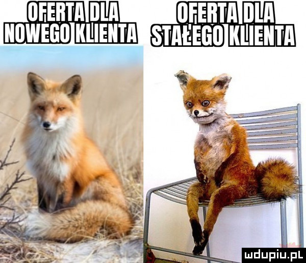 mdupillpl