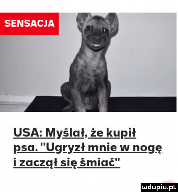 usa myślał że kupﬂ psa. ugryzł mnie w nogę i zuczqłiię śmiać ludu iu. l