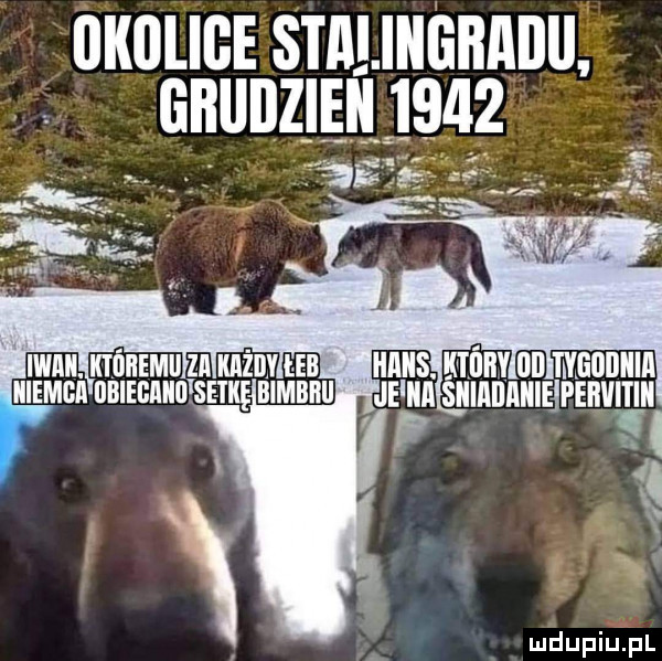 okolice stalingbaiiu. giłllllllęii