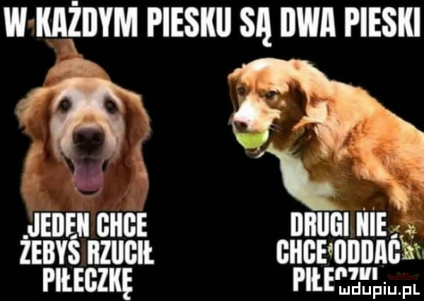 w każdym pieskii są bwa pieski. ik if jeden ghee wai e. zebys much ghgequbmśb piłeczkę freeze. pl
