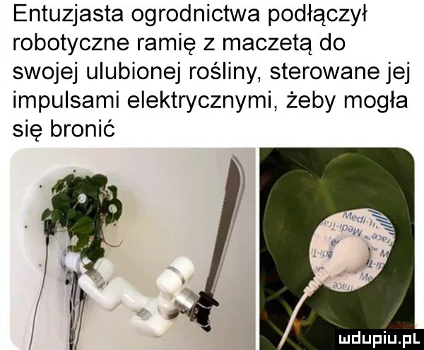 entuzjasta ogrodnictwa podłączył robotyczne ramię z maczetą do swojej ulubionej rośliny sterowane jej impulsami elektrycznymi żeby mogła się bronić