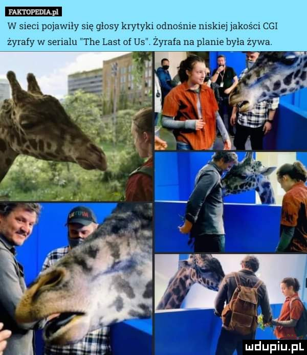 mmm w slecl pojawlly się głosy krytyki odnośne mskxej akusc cgi zyrafy w synalu tee list of us żyrafa na plame byla zy na wkup iupl
