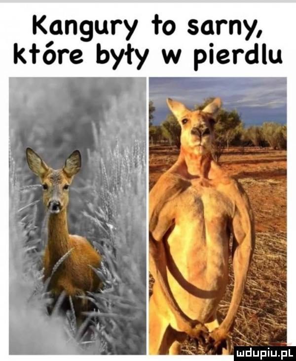 kangury ło sarny które były w pierdlu maupiupl