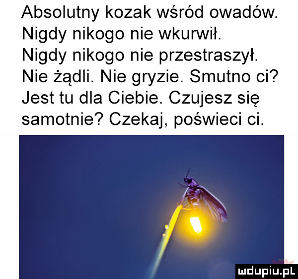 absolutny kozak wśród owadów. nigdy nikogo nie wkurwił. nigdy nikogo nie przestraszył. nie żądli. nie gryzie. smutno ci jest tu dla ciebie. czujesz się samotnie czekaj poświeci ci