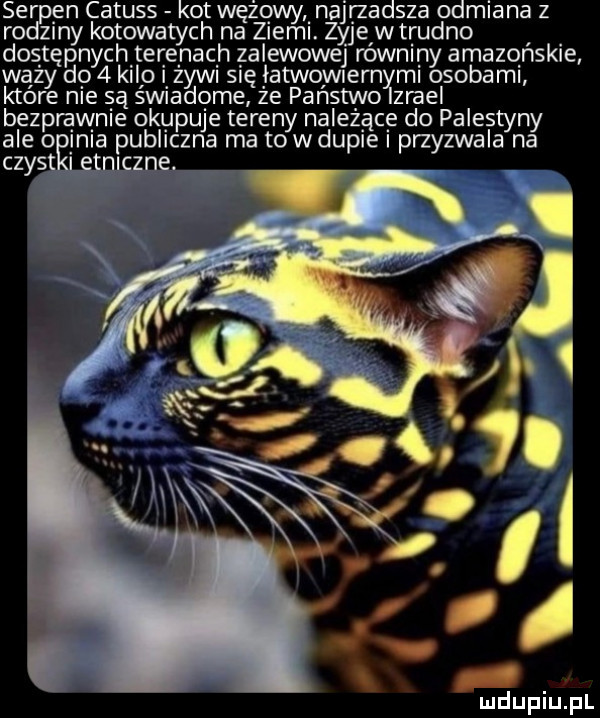 serpęn catuss kot wężqu l najrzadsza odmiana z rodzmy kotowatych na ziemi. zyje w trudno. doątępnycnteijelnaclh zalewowej rowniny amazqnskie wazy do   klip l zywi się łatwoywem ml osobaml ktore nie są sw adqme ze panstwo zradl bezprawnie okupuje tereny nalezącę do palestyny ale o jola publiczna ma towduple i przyzwala na czysty jane