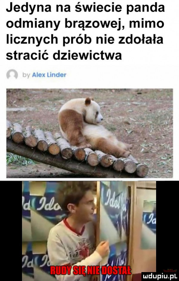 jedyna na świecie panda odmiany brązowej mimo licznych prób nie zdołała stracić dziewictwa alax lmdm