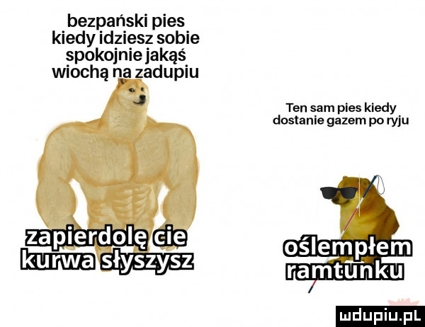 bezpań ki pies kiedy idziesz sobie spokojniejakąs wiochą na zadupiu ten sam pies kiedy dostanie gazem po ryju ludu iu. l