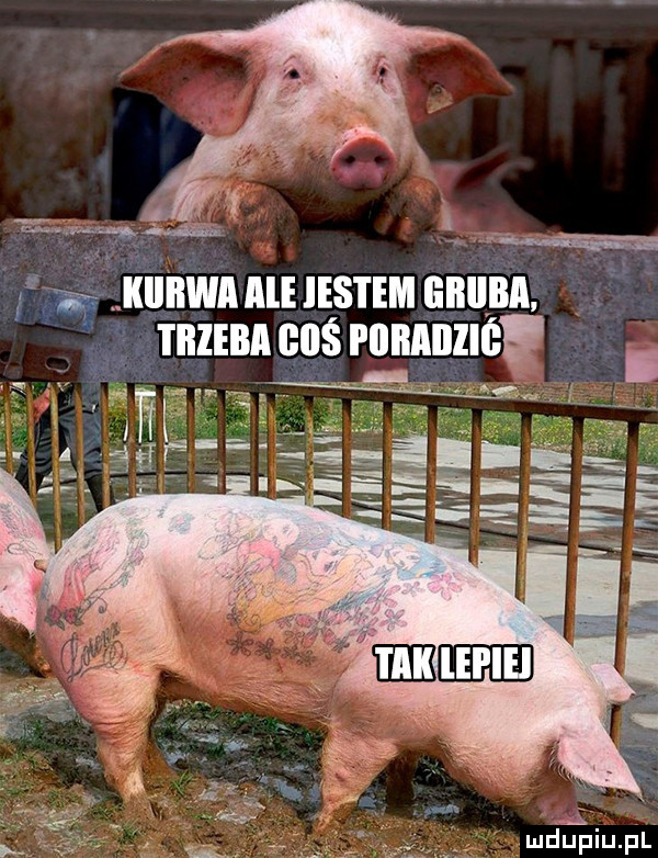 kurwa ale ihs i em bbiibb i bimba bas i iibabiib mdlij piupl