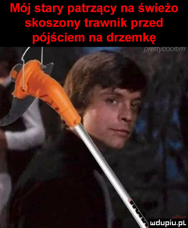 mój stary patrzący na świeżo skoszony trawnik przed pójściem na drzemkę prenycoomm
