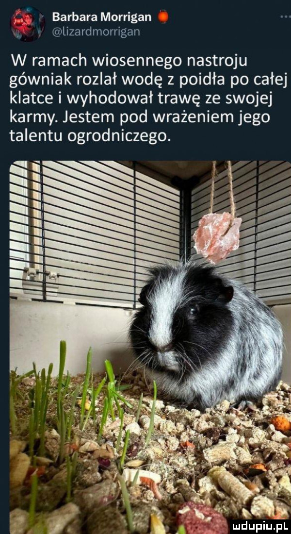 barbaramorrigan lizardmorrigan w ramach wiosennego nastroju górniak rozlał wodę z poidła po całej klatce i wyhodował trawę ze swojej karmy. jestem pod wrażeniem jego talentu ogrodniczego. g i i